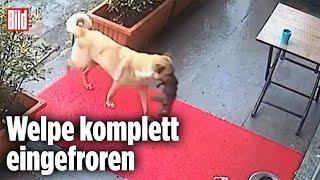 Hund bringt eigenen Welpen zum Tierarzt