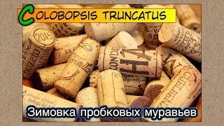 Зимовка пробковых муравьев ● Colobopsis truncatus