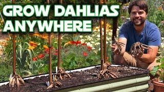 Dahlia Growing 101: Plant, Support, and Prune (Without Killing Them!)
