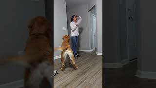 Calling my Dogs name #foryou #fyp #tiktok #youtubeshorts #shorts #viral #funny #comedy #milo #yt