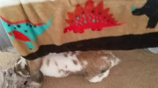 How to Pee Pad Train Your Rabbit