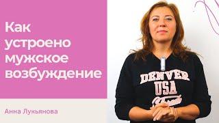 Как устроено мужское возбуждение / Анна Лукьянова