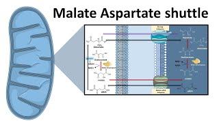 Malate aspartate shuttle system