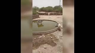 Chacha village (jaisalmer) water tank chacha village jaisalmer #chacha village #chacha, village.....