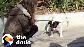 Woman sleeps on kitchen floor with terrified dog to help him feel safe | The Dodo Heroes