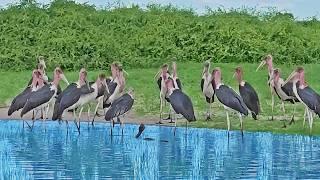 20+ Storks VS Cobra in Waterhole