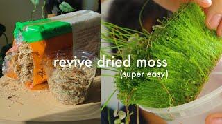 How to revive dried sphagnum moss | easy tutorial