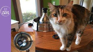 PetSafe Drinkwell 360 Stainless Steel Pet Fountain For My Cat