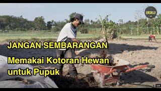 Kesalahan Penggunaan Kotoran Hewan untuk Pupuk Organik