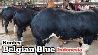 Kontes Sapi Kelas Belgian Blue bikin pusing penjurian, kontes sapi Tulungagung 2023