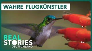 Kolibris: Die flinksten Vögel der Welt | Real Stories Deutschland