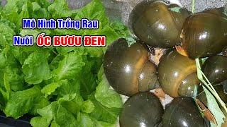 Mô hình trồng rau nuôi ốc bươu đen (ốc nhồi)