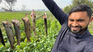 Trout Fish frist Time in our kitchen Queen of mountains Fish ٹروٹ مچھلی مزا آ گیا