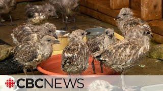 Why dozens of baby seagulls jumped off the roofs of Montreal buildings