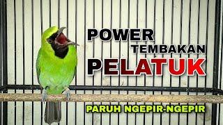 POWER ROLL TEMBAK || MASTERAN CUCAK IJO GACOR FULL ISIAN PELATUK