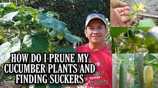 HOW TO PRUNE MY CUCUMBER PLANTS - HOW TO PRUNE CUCUMBER PLANTS