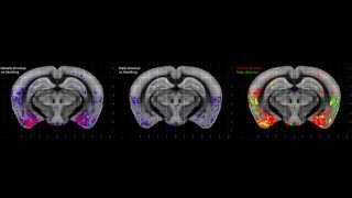 Mapping Social Behavior-Induced Brain Activation at Cellular Resolution in the Mouse