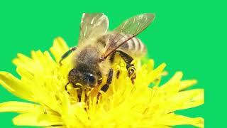 GREEN SCREEN  BEE ON A FLOWER ANIMATED HD  | FREE TO USE GRAPHICS ANIMATIONS