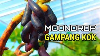 ANGGUR VARIAN MOONDROP |Cara Tanam Anggur dalam Pot