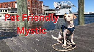 The pet friendly knot shop - bring your dog to Mystic CT