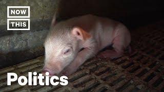 Animal Rights Activists Face 70 Years in Prison for Rescuing Piglets | NowThis