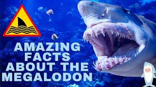 AMAZING FACTS ABOUT THE MEGALODON!