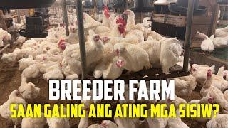 Saan nga ba nagmula ang mga alaga nating sisiw? Broiler Breeder Farm in Tarlac City