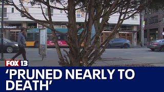 Man butchers beloved West Seattle public Christmas tree | FOX 13 Seattle