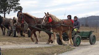 Targ expozitional de cai Hidisel, Dobresti   Bihor 2 Martie 2025 Nou!!!