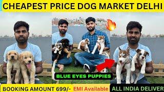 Cheapest Dog Market in Delhi NCR | Husky | German Shepherd | Baegle | English Bulldog | Labrador |