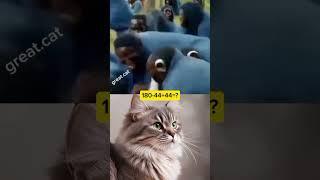 a monkey respectthe best aura #shorts #cat #aura #recommended #videos