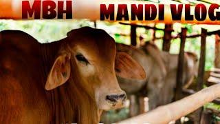 Mandi Vlog |MBH Vloggers