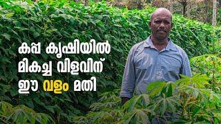 കപ്പ കൃഷിയിൽ മികച്ച വിളവിന് ഈ വളം മതി | Tapioca Cultivation In Malyalam | Kappa Krishi In Malyalam