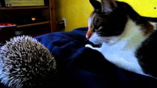 CAT VS. HEDGEHOG FIGHT!!!