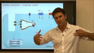 Cardiac Contraction - Tutorial