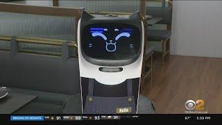 Bellabot robot cat server helping customers at restaurants across NYC