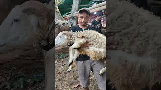 Promo Minggu IniBeli Sapi Qurban Langsung Dapat Kambing