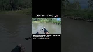 #shorts-Malaysian Stream Fishing-Jungle Perch-counter attack-full video- comments below