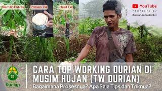 CARA TOP WORKING DURIAN DI MUSIM HUJAN (TW DURIAN) | Bagaimana Prosesnya?Apa Saja Tips dan Triknya?