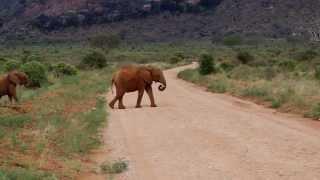 Safari Kenya tsavo east, red elefants/восточный цаво, сафари Кения 2013.Слоны