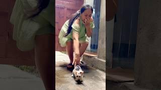 The Heartbreaking Story of an Abandoned Cat  #shorts #cat #cats #dog #kitten #catvideos