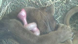 Cute Sleeping Fossa