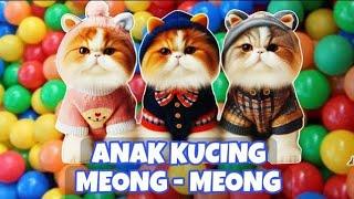 ANAK KUCING MEONG MEONG‼️TINGKAH LUCU KUCING IMUT‼️KUCING MEONG MEONG #kucinglucu