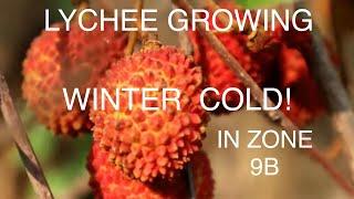 GROW A LYCHEE TREE- IN NORTHERN CALIFORNIA chilly WINTER!