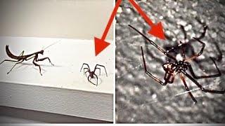 Praying Mantis VS Black Widow