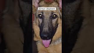 #dog #dogs #shorts #shortsvideo #youtube #horrible #brave #cute #love #care #jermanshepherd #reels