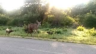 Kudu vs wild dogs, this vid was taken by Knowledge Manjoro, hwange national park near Gwango