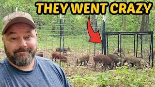 New Record Wild Hog Catch,They Didn’t Escape This Time