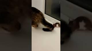 подружки #funny #кошки #домашниеживотные #funnyshorts #cats #catshorts