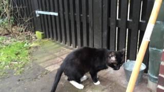 Tom cat trills and meows longingly at female cat